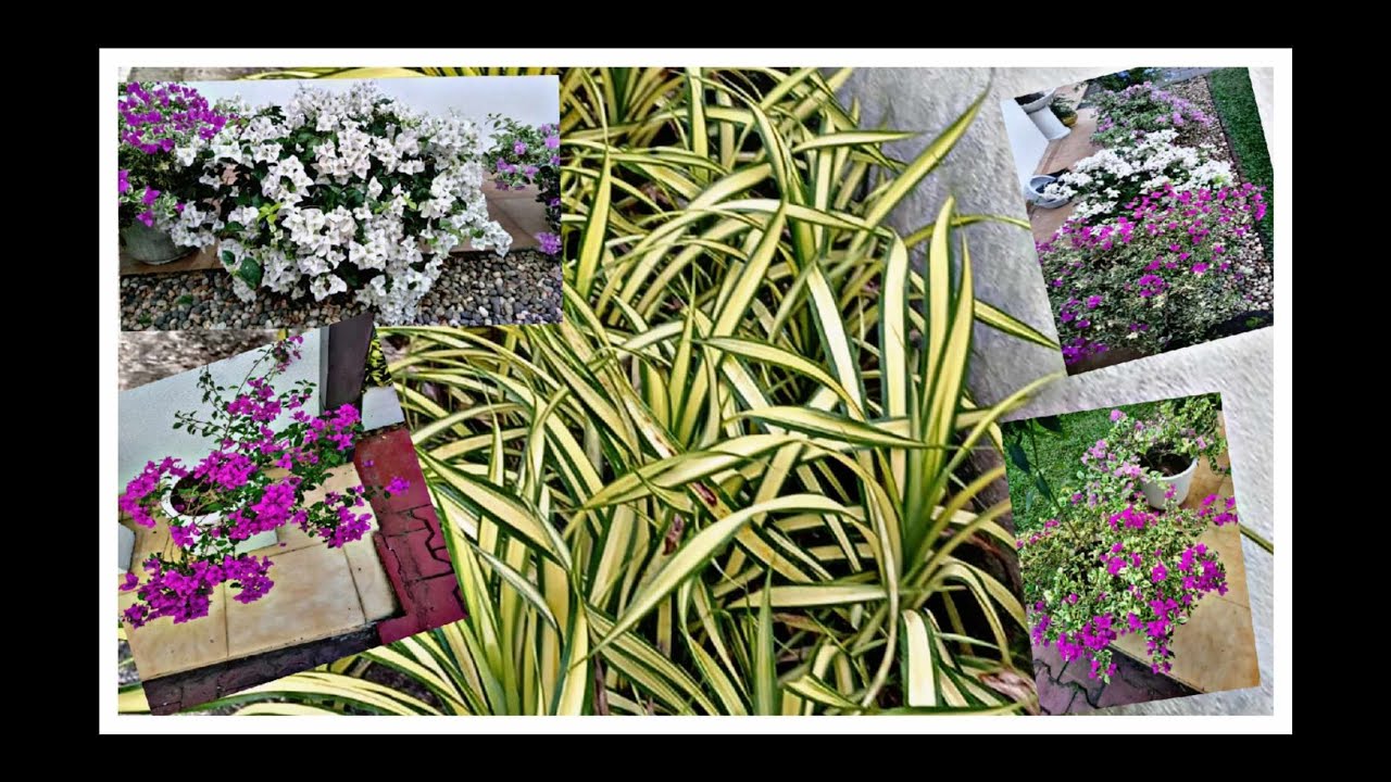 අදත් ඇවිද යමු මල් යායක....එන්න විදින්න මනසට භාවනාවක්...{come and go on the flower path today too ]