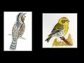 APPRENDRE LES CHANTS D'OISEAUX - 38 : Le torcol et le serin