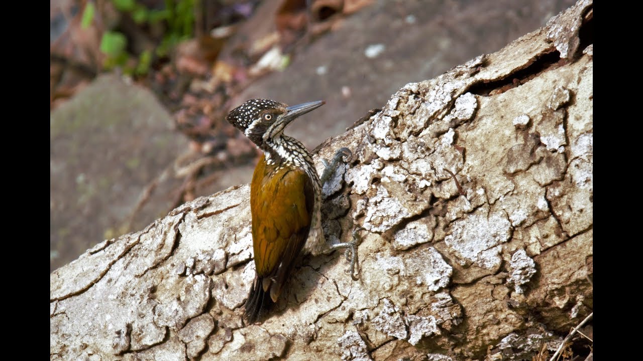 Greater flameback WoodPecker 