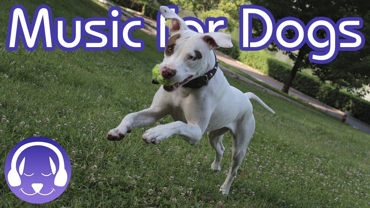 Dog Music NEW Soothing Sounds to Relax Your Dog! (2019) YouTube