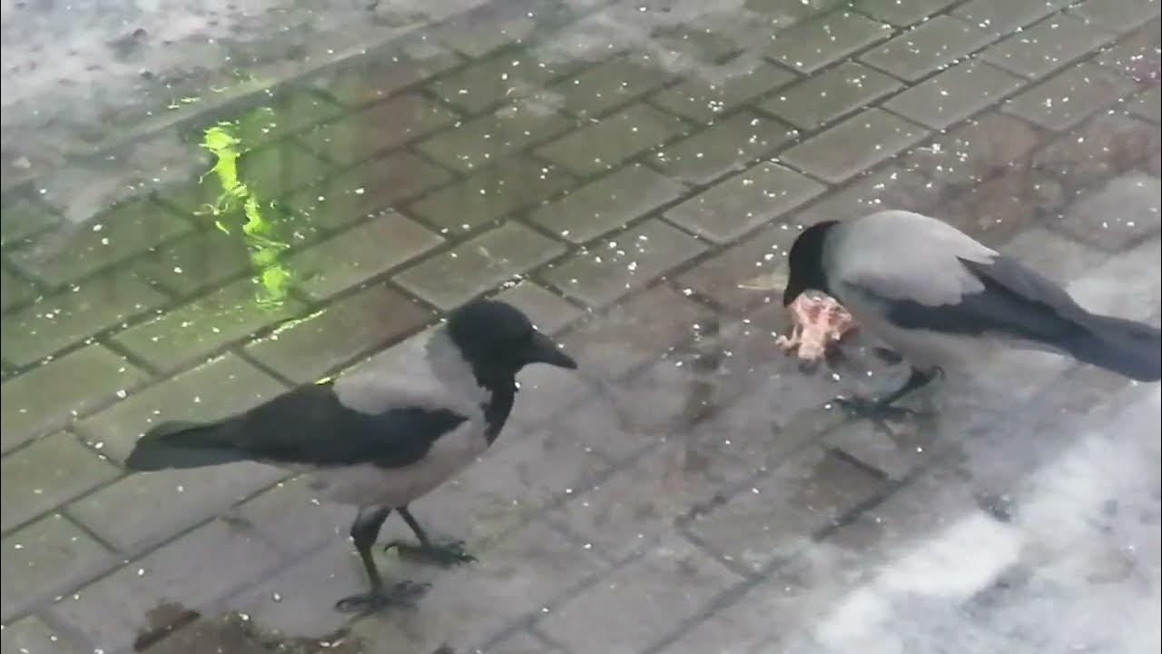 Ворона то была она. Серая ворона. Ворона сказка. Ворона в парке. Ворона в парке.