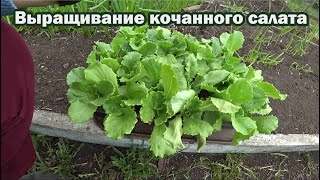 Высаживаем кочанный салат