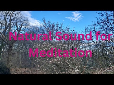 🌅 Serene Birdsong Sleep, Relax, Meditate, Yoga - Pure Nature