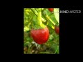 Red Chilli || Lal Mirch || Red Chilli Production
