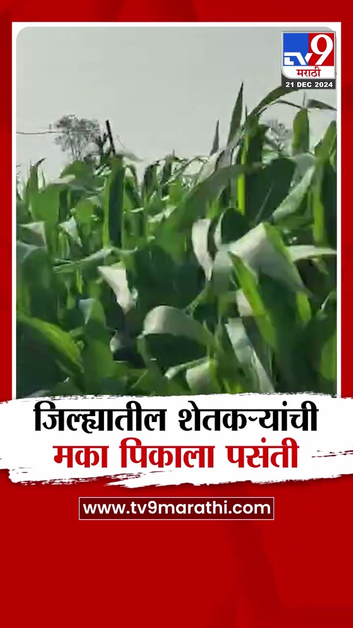 Gondia News | जिल्ह्यातील शेतकऱ्यांची मका पिकाला पसंती
