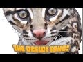 Ocelot Spots and Habitat Quiz
