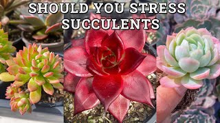 Should you stress succulent plants?