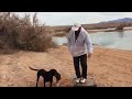 Retriever training using "K9-Climb" place board
