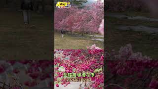 2026武陵農場櫻花大盛開！連綿5公里2萬餘棵的櫻花綻放宛如仙境