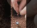 POV: Inside a Fire Ant Colony 🐜#shorts