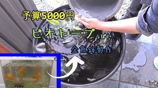 【飼育】予算5000円でビオトープ風 金魚鉢を作ってみた