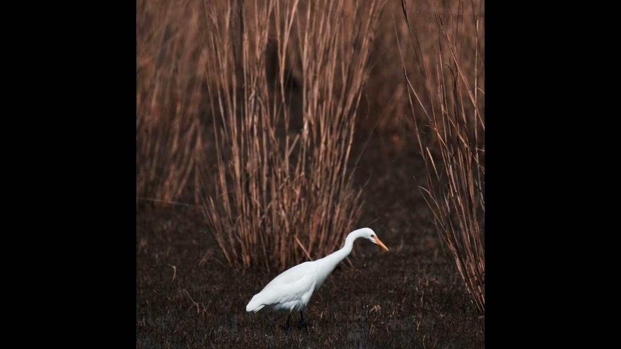 Stork Sound. YouTube