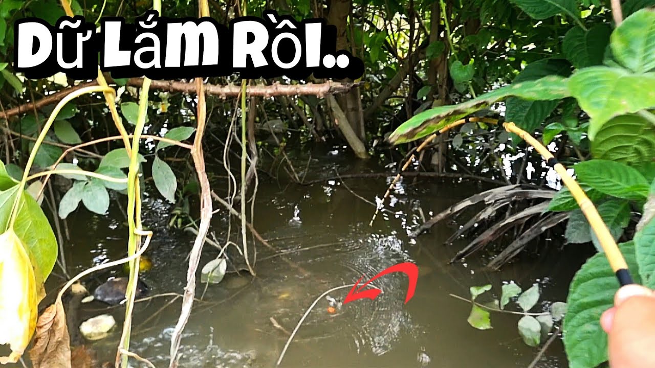 Tập 82 - Giật Cá Mà Tội Nghiệp Cây Cần Luôn, Trúng Rất Nhiều Cá Lớn Ở Khu Này | Câu Cá Rô Đồng