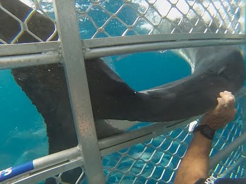 Great Whites of Oz - YouTube