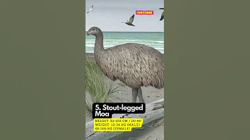 9 Moa Species Of New Zealand WORLDS TALLEST BIRDS 