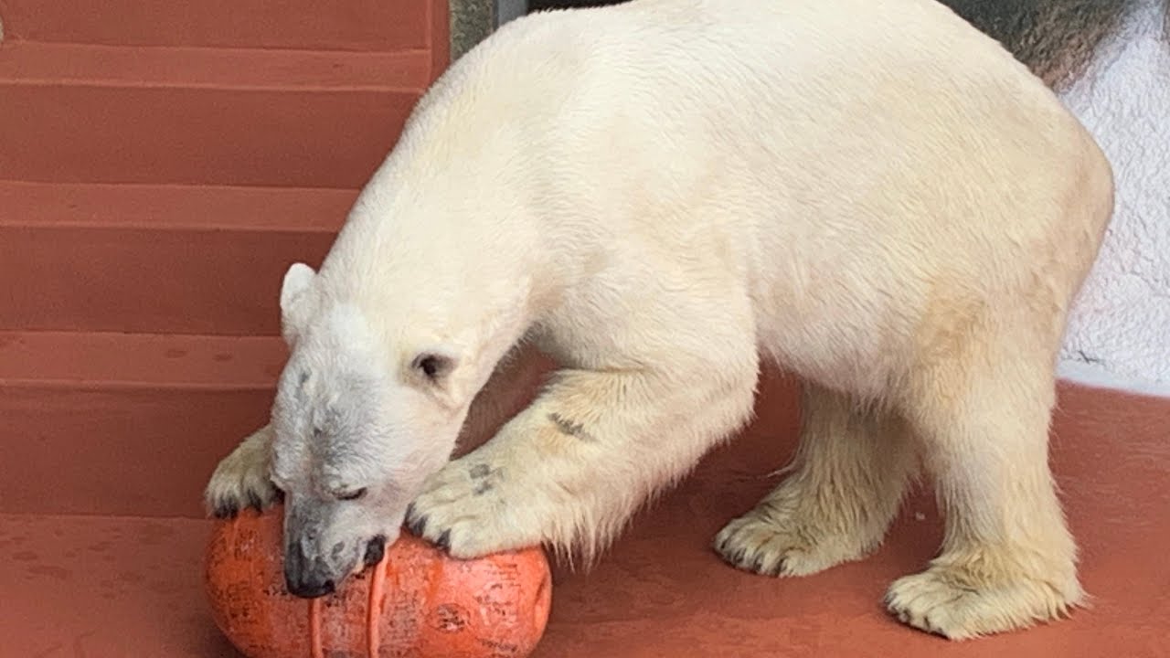 【polar bear】【ホッキョクグマ】ライト！平川動物公園でお片付け上手にほっこり^ ^サムネのブイはアドベンチャーワールドから持って来た宝物✨