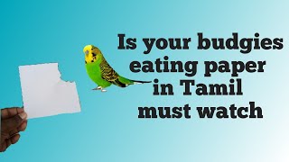 Is your budgies eating paper?Must watch ||Tamil|| NK BIRD FARM ||