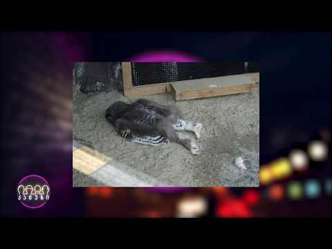 ისევ და ისევ და ისევ ბუ