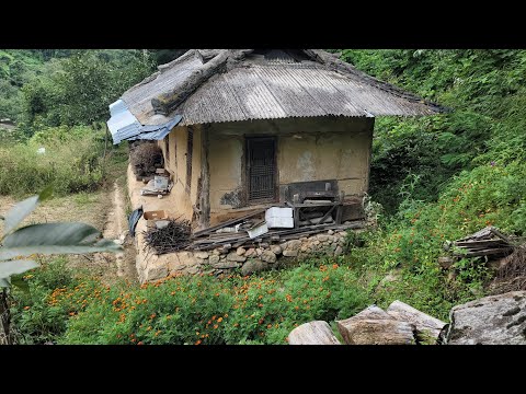 산개울 물고기 득시글 외딴집 주인 떠난후 말벌들 <strong>새상</strong> 세월의 무상함.