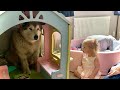 Giant Sulking Dog Hides In Kids House To Avoid BATH TIME!!