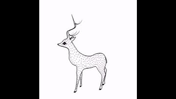 Deer sketch animation