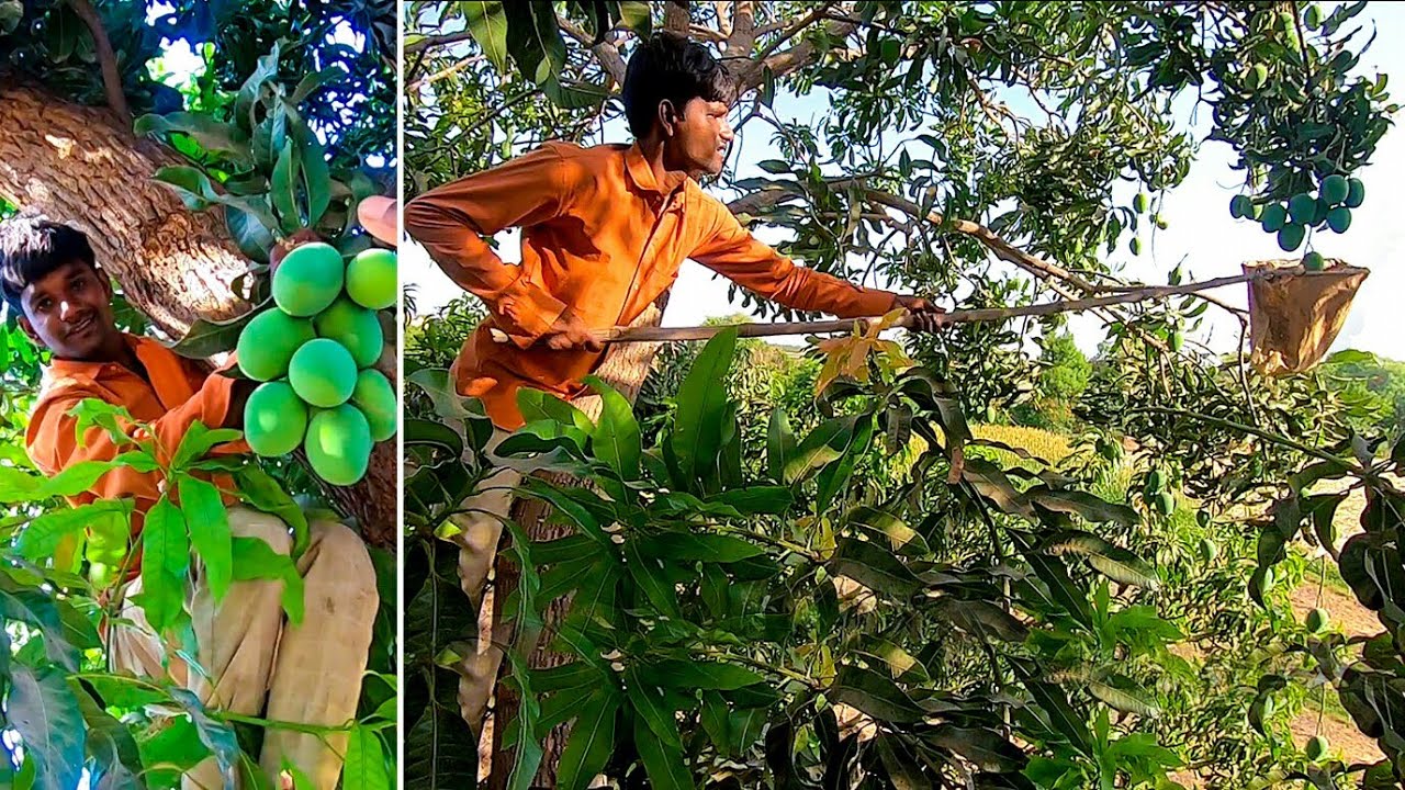 Picking A Mango From Mango s Tree Village Life In Gujarat India Picking A Mango From Mango s Tree Village Life In Gujarat India