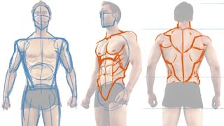 Character Anatomy  Male