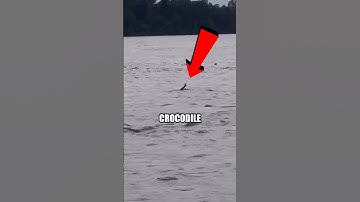 Crocodile Pretends To Be a Human 😳 #shorts