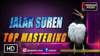 MASTERING MURAI BATU || burung jalak suren