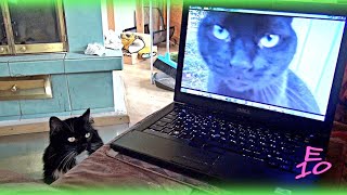 Peikko the Cat Watches Sister on Laptop