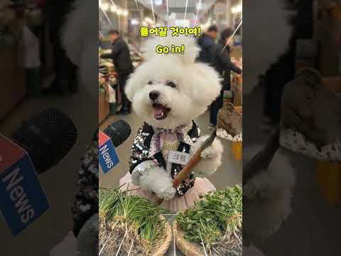 [속보] 산에서 캤다더니 공원 잡초 봄나물 장사 비숑의 진실 #fun #애완동물 #쇼츠 #shorts #웃긴영상 #playlist