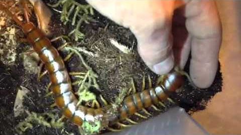 Scolopendra Alternans socialization work