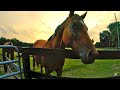 Release the Day&#39;s Tension with Sunset in the Stables