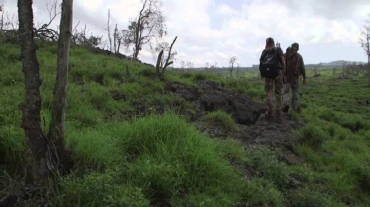 Hunting Goats and Sheep in Hawaii