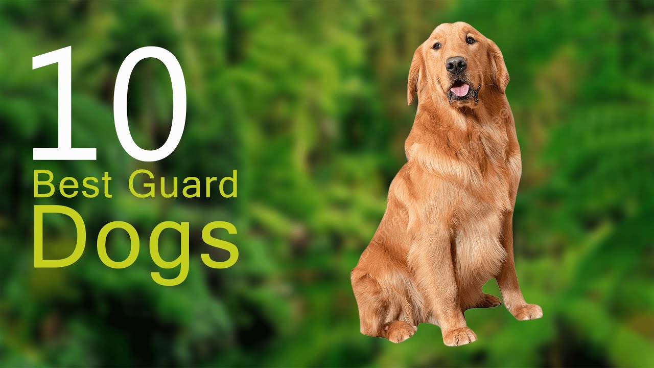 Top 10 Best Guard Dog YouTube