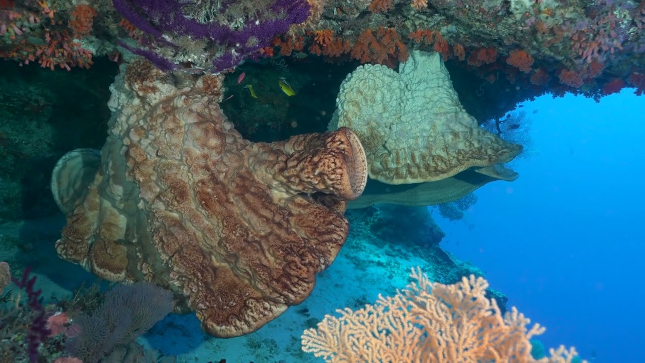 Dive Indonesia, Hole in the Wall, Banda Islands 251015 3