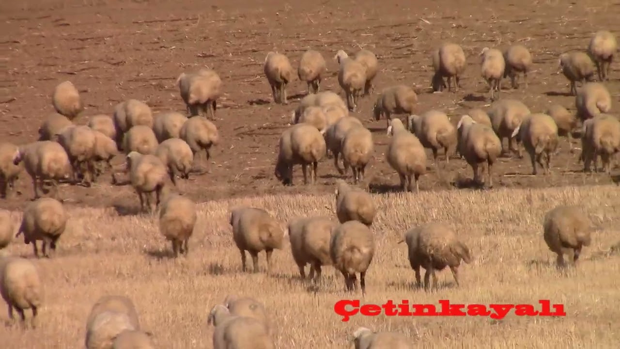 HATUNÇAYIRI DAVAR SÜRÜSÜNE RASLADIK BEREKETLİ OLSUN DEDİK