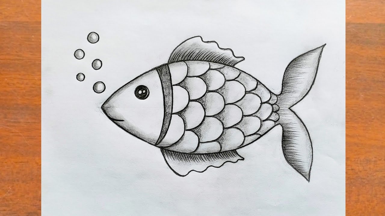 Fish Drawing Easy With Pencil Step By Step