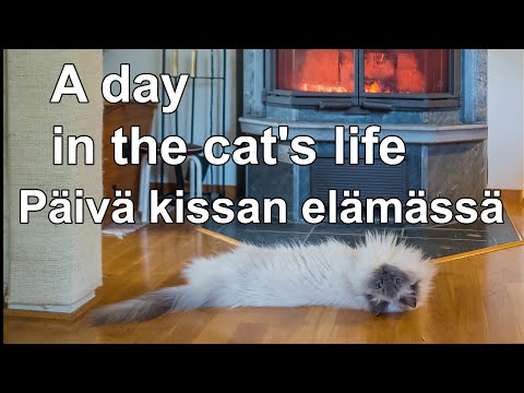 Video: Kuinka Valita Ragdoll-kissanpentu Ostettaessa