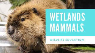 Wetlands Mammals