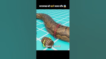 Thumbnail of The Snake That Could Eat Crocodiles😱 #shorts #newshorts