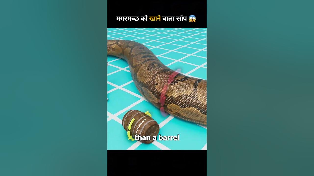 The Snake That Could Eat Crocodiles😱 #shorts #newshorts