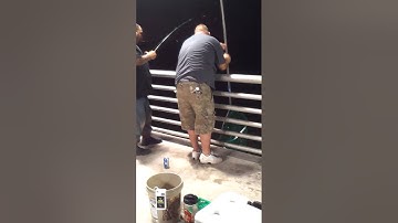 Killing them redfish with live shrimp