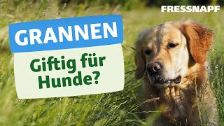 Grannen und Hunde: Das solltest du wissen