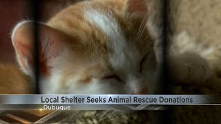 Dubuque animal rescue shelter seeking donations for overflow of cats in their care