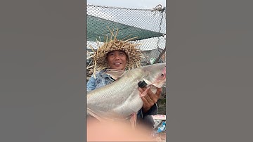 Săn vồ đém khủng trên sông tiền #fishing #caucatrasong #fish #cauca