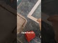 superfast rio #daily #funny #labrador #labradorpuppy #labradorlovers #viral #pets #dog #shorts
