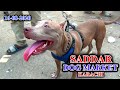 Saddar Sunday Animals Dogs Market 16-8-20 Latest Updates Video In Urdu/Hindi