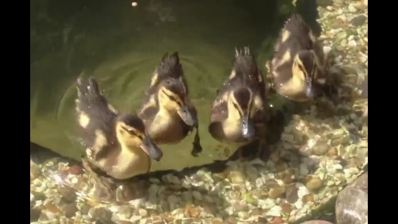Ducklings eating Mealworms 16th June 2012 YouTube