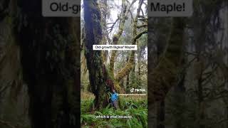 Old-growth Bigleaf Maple